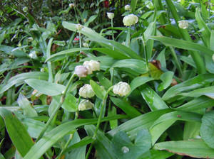 新鲜大苞水竹叶 痰火草 围夹草 广东猫爪草 500g 满2斤省内包邮