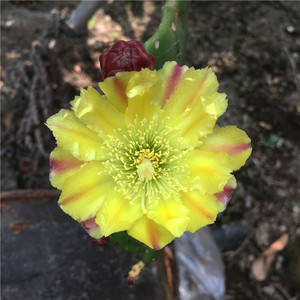 单刺团扇opuntia monacantha 单刺仙人掌 黄花仙人掌 仙人掌树