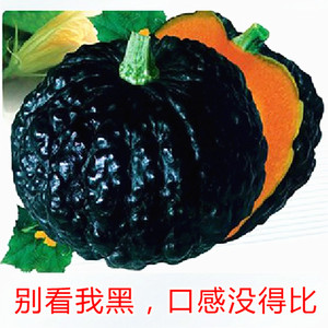 甜面日本南瓜种子农家阳台菜园春秋四季播种蔬菜籽高产甜面果蔬