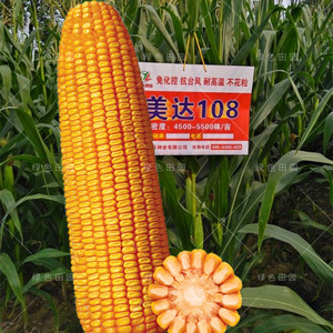 高产玉米杂交种大田