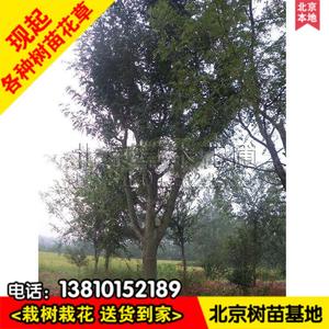 皂角树苗北京基地直销皂角苗树苗皂角米树苗当年结果绿化行道树
