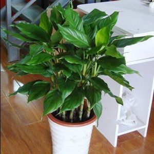 万年青盆栽植物室内四季青