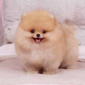 出售纯种黄博美幼犬活体爆毛博美茶杯犬博美俊介犬幼犬球型博美狗