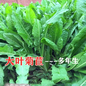 菊苣草种籽大叶多年生兔子草种猪种籽牛鱼鸡鸭鹅四季牧草种子将军