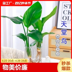 天堂鸟水培植物鹤望兰盆栽大型绿植室内花卉水养四季常青净化空气