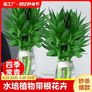 富贵竹水培植物水养带根花卉绿植室内盆栽转运竹子观音竹花瓶客厅