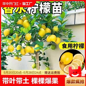香水柠檬树苗盆栽带果室内四季柠檬苗柠檬树果苗车厘子无核种植