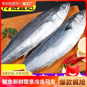 【GC】大鲅鱼新鲜活鲐鲅鱼马鲛鱼大整条冷冻青花鱼海鲜水产马交鱼