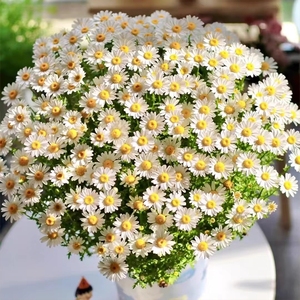 花种籽子小雏菊种四季开花盆栽白晶菊花籽洋甘菊花卉种子孑鲜花