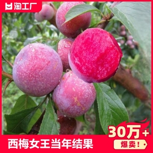 蜂糖李子树苗新品种李子苗三华李当年结果种植庭院地栽西梅水果