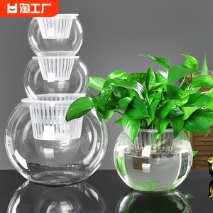 创意水培瓶植物透明玻璃花瓶绿萝花盆共养缸水养摆件器皿桌面极简