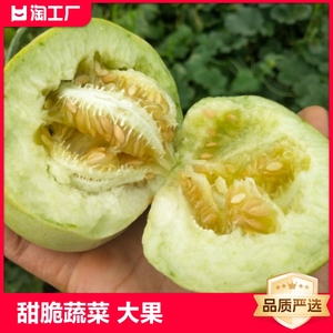 日本甜宝甜瓜种籽籽特大春季四季种孑水果种子西瓜香瓜籽蔬菜种