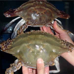 《春节礼包》连云港深海捕捞满黄膏梭子蟹238元6只送2只超大肉公