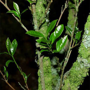 姜花香】凤凰单枞茶叶潮州乌岽单丛茶特级罐装乌崇特产名茶一级单
