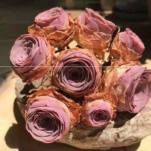 山地玫瑰潘多拉【潘多拉】新品山地玫瑰 多肉植物 非常好养小贵货