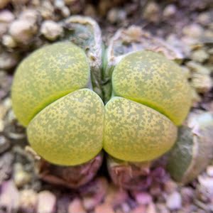 优选岛田c36a绿紫薰生石花一物一拍