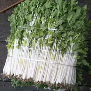 白玉香芹种子 抗病抗热耐寒 速生白梗雪芹芹菜蔬菜籽 脆嫩 四季播