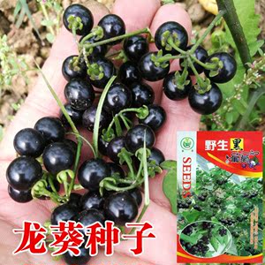 野生黑葡萄种子龙葵黑珍珠种籽老品种野葡萄籽甘甜多汁营养丰富