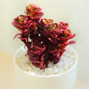 小球玫瑰 多肉植物老桩萌肉肉护盆草办公室盆栽云南多肉 龙血景天