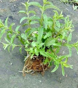 河南特产紫杆小叶十香菜苗 石香菜苗盆栽 蒜汁调料带土