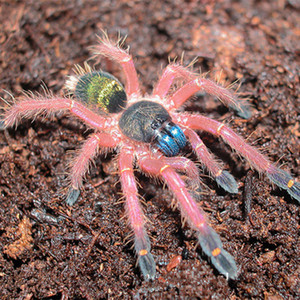 法属圭亚那蓝牙蜘蛛足展3-4厘米蜘蛛宠物蜘蛛活体彩色蜘蛛