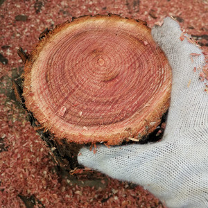 香椿木原木料红椿凳子料雕刻收藏木料毛料红油紫香椿木原木红椿木