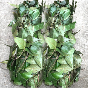 月子洗头洗澡中草药