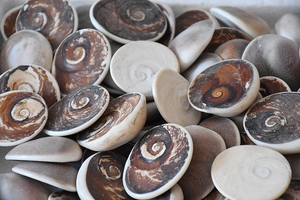 天然太阳贝海贝水母贝壳扇贝古生物化石教学标本8888随机发货