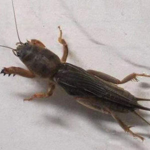 蝼蛄活虫野生土狗,蝼蛄,活体土狗,活体蝼蛄.宠物饲料,画眉饲料