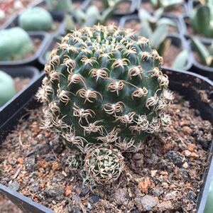 方便面仙人球 乌艳丸4-5cm精品软刺不扎手仙人球多肉植物