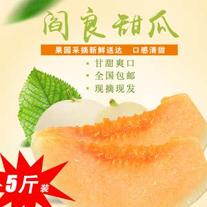 陕西阎良甜瓜香瓜