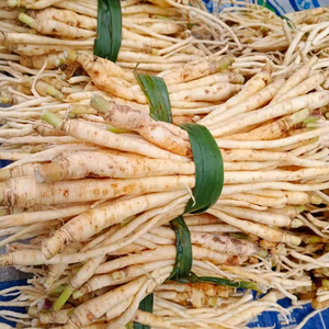 云南德宏特产新鲜野菜根嫩回香大茴香嫩根煲汤原料食材500g