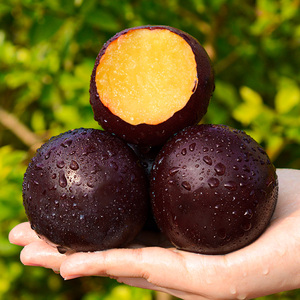 【现货】5斤智利进口黑布林李子黄肉新鲜水果孕妇当季恐龙蛋包邮