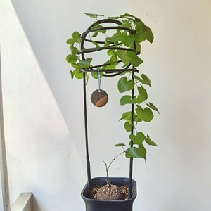 龟甲龙爬藤架山乌龟绿植桌面花架绿萝攀爬架子花卉球兰植物造型架