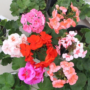 阿兹特克天竺葵