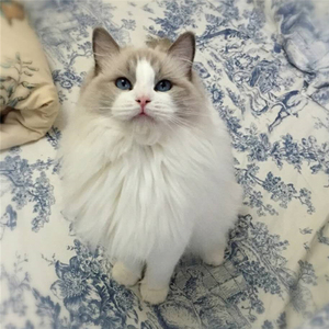 a纯种双色布偶猫幼猫活体布偶宠物猫长毛蓝眼睛布偶猫咪海豹重点