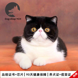 纯种加菲猫幼猫活体黑白双色cfa血统有证书和芯片加菲猫配种服务