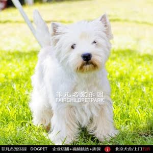 菲凡宠物狗北京犬舍西高地幼犬纯种犬小白狗血统健康活体发货上门