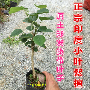 正宗印度小叶紫檀树苗 檀香紫檀苗 珍稀名贵红木树苗盆景阳台盆栽