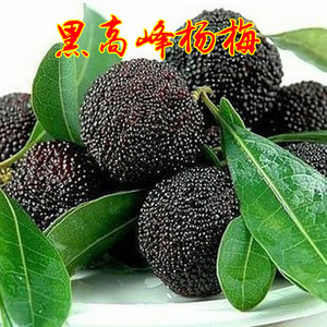 正宗台湾黑高峰杨梅杨梅苗比东魁杨梅早熟的黑杨梅果树苗
