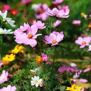 路边绿化花卉室外