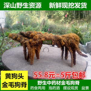 野生新鲜金毛狗脊黄狗头金狗蕨盆栽苗整棵带毛泡酒中药材5斤包邮