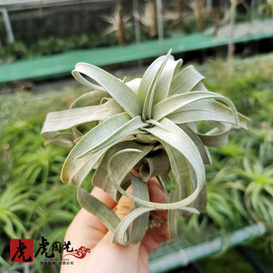 空气凤梨无土植物 墨西哥电烫卷t.streptophylla 宽叶卷超级卷
