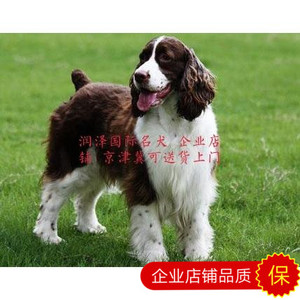 纯种史宾格犬幼犬出售 健康活体史宾格家养警犬宠物狗狗 赛级血统