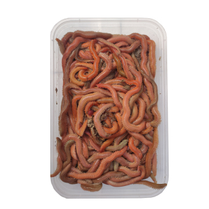 万能钓饵海蚯蚓