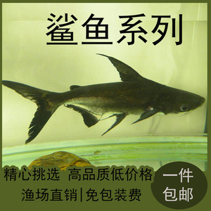 鲨鱼活鱼鲨鱼苗淡水鲨侏儒鲨热带鱼鲨黑鳍鲨活鲨真的活小鲨鱼