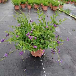 金叶子金露花藿香蓟天竺葵金鸡菊栀子茉莉7到9月花期花卉成品盆栽