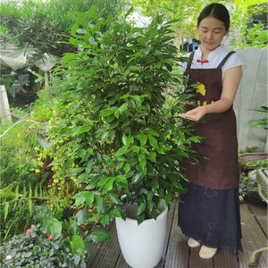 常绿植物盆栽 天竺桂 耐阴好养 室内室外阳台绿化观叶植物花卉