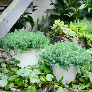 中华锦天绿植盆栽室外阳台花园庭院净化空气好养植物花卉盆景