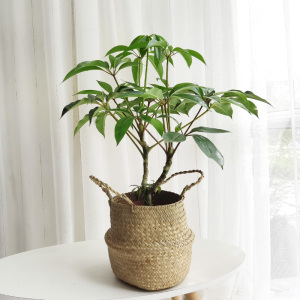 金叶子日本大叶伞保罗摇钱树绿植盆栽室内北欧网红观叶绿植物盆景